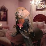beaver and cock taxidermy