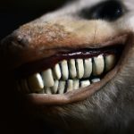 Oppostum, john travolta, teeth, taxidermy