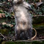 John Travolta, opposum, taxidermy, grease, arlo